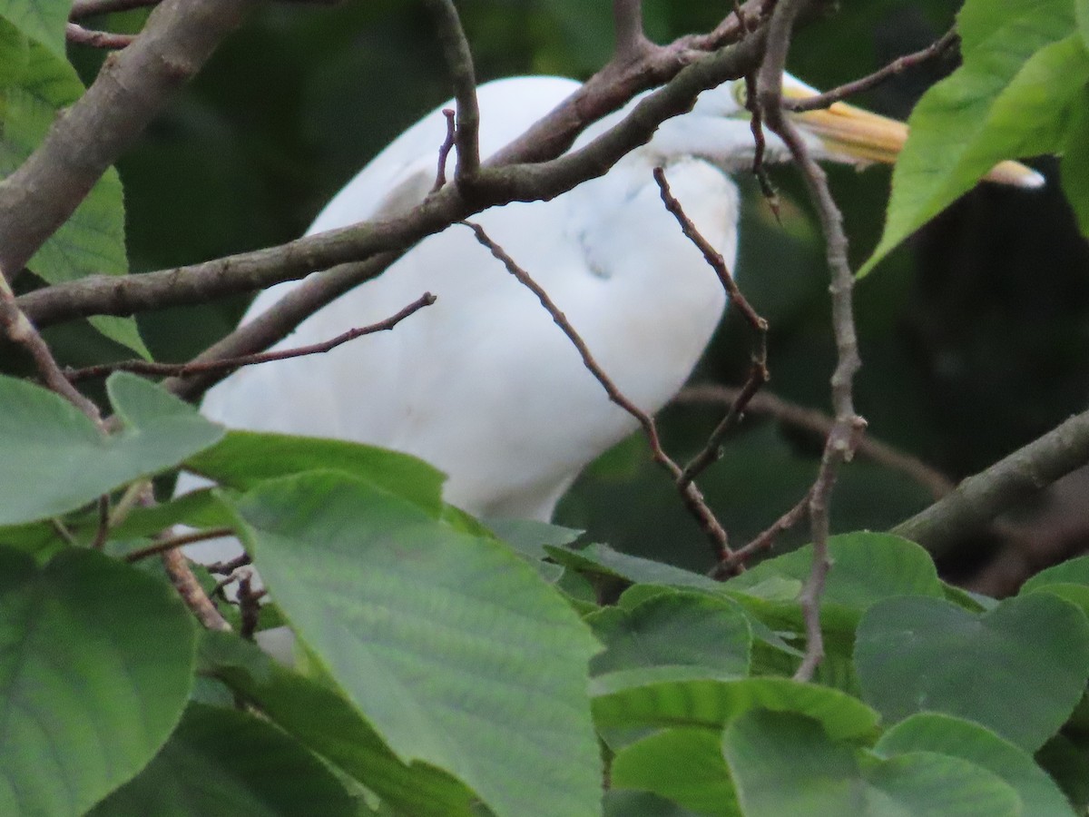 ダイサギ - ML631258880