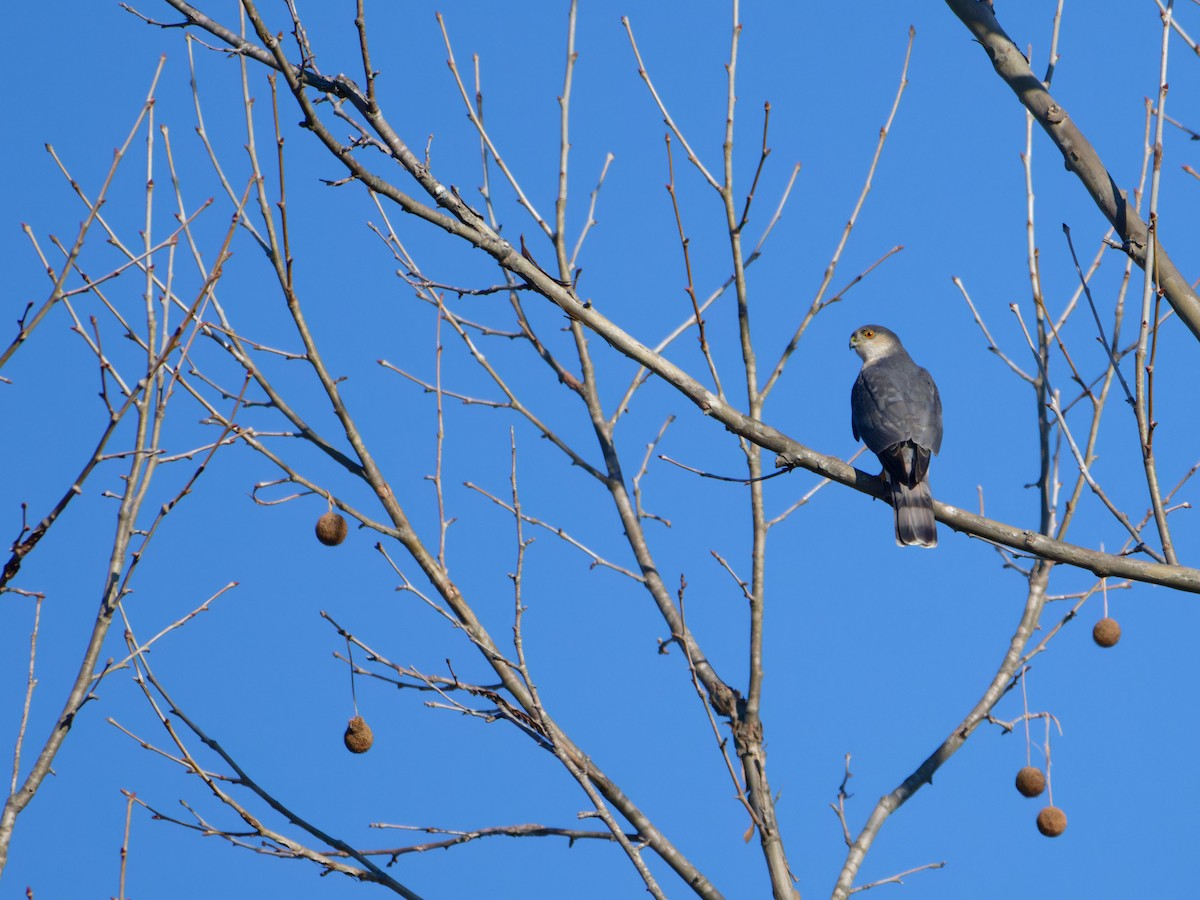 Sharp-shinned Hawk - ML631258929