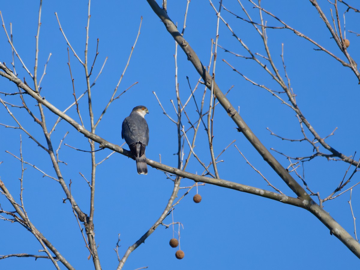 Sharp-shinned Hawk - ML631258934