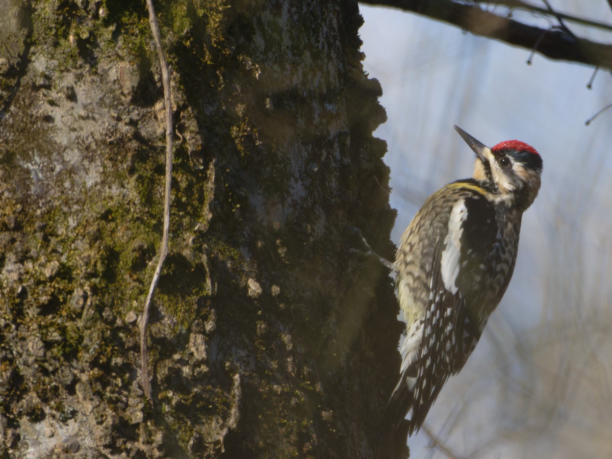 Yellow-bellied Sapsucker - ML631258939