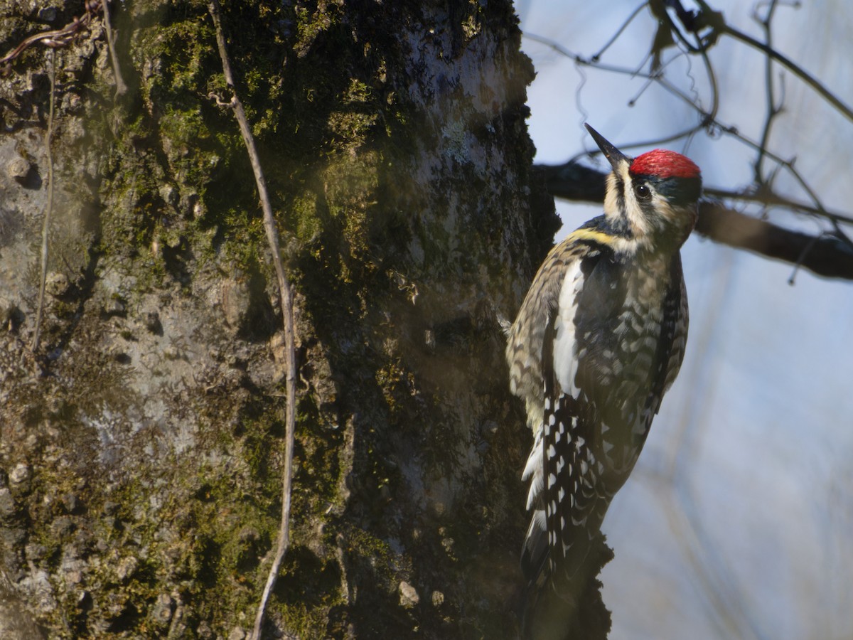 Yellow-bellied Sapsucker - ML631258947