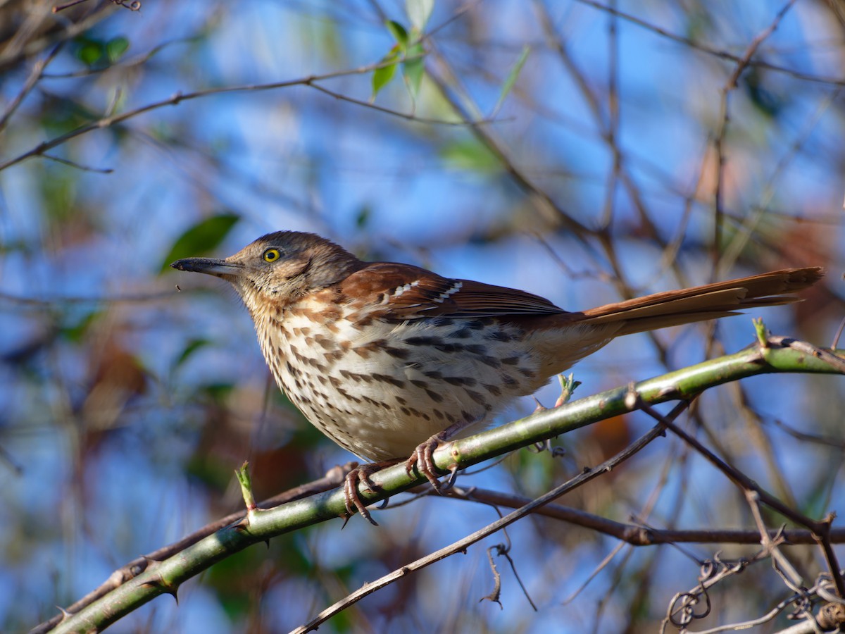 Brown Thrasher - ML631258954