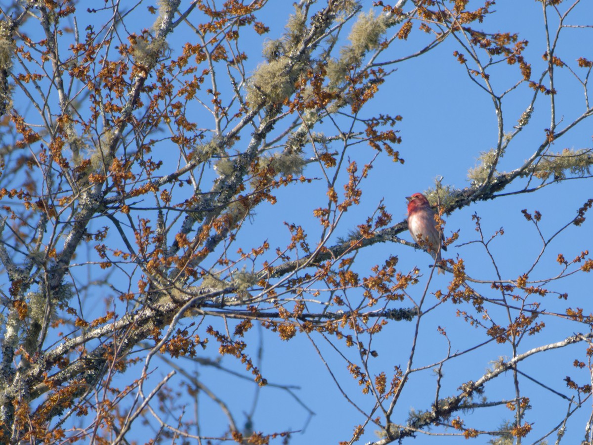 Purple Finch - ML631258958