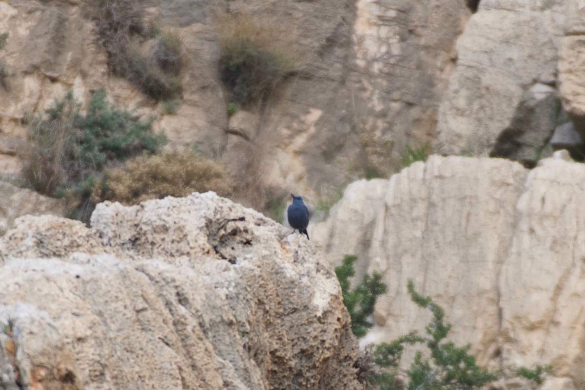 Blue Rock-Thrush - ML631258978