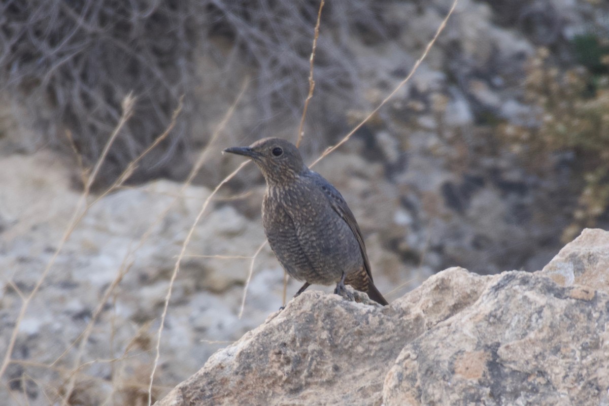 Blue Rock-Thrush - ML631258979