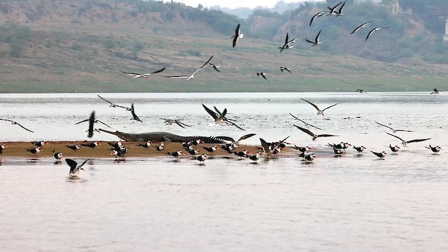 Indian Skimmer - ML631259325