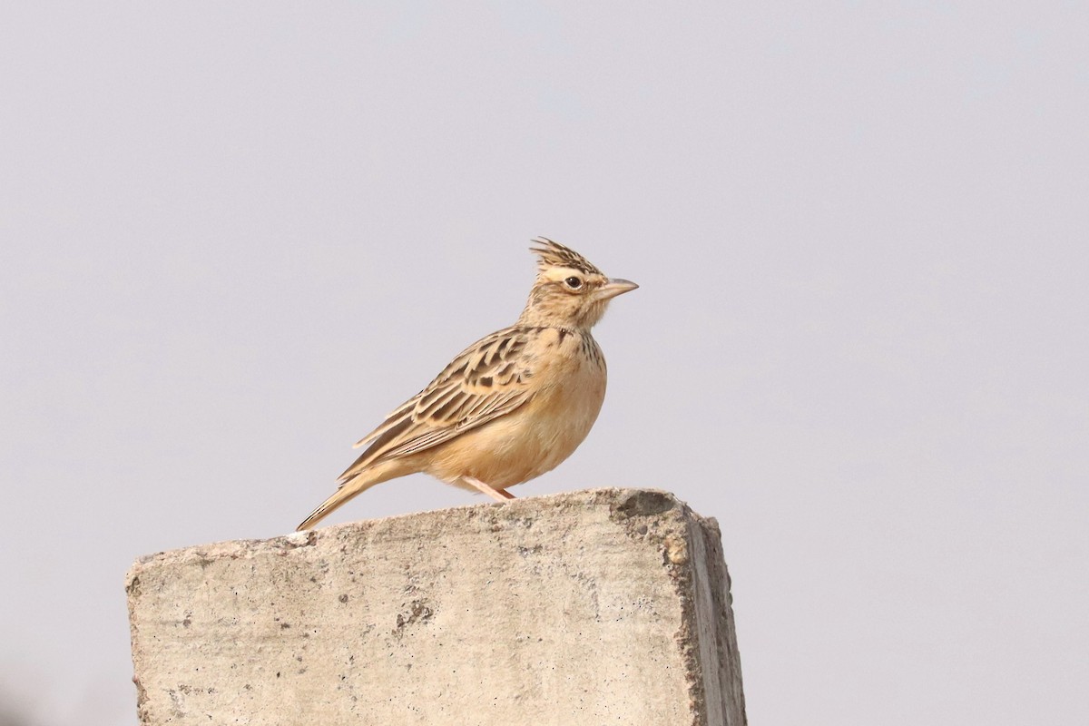 Deva Toygarı - ML631259817