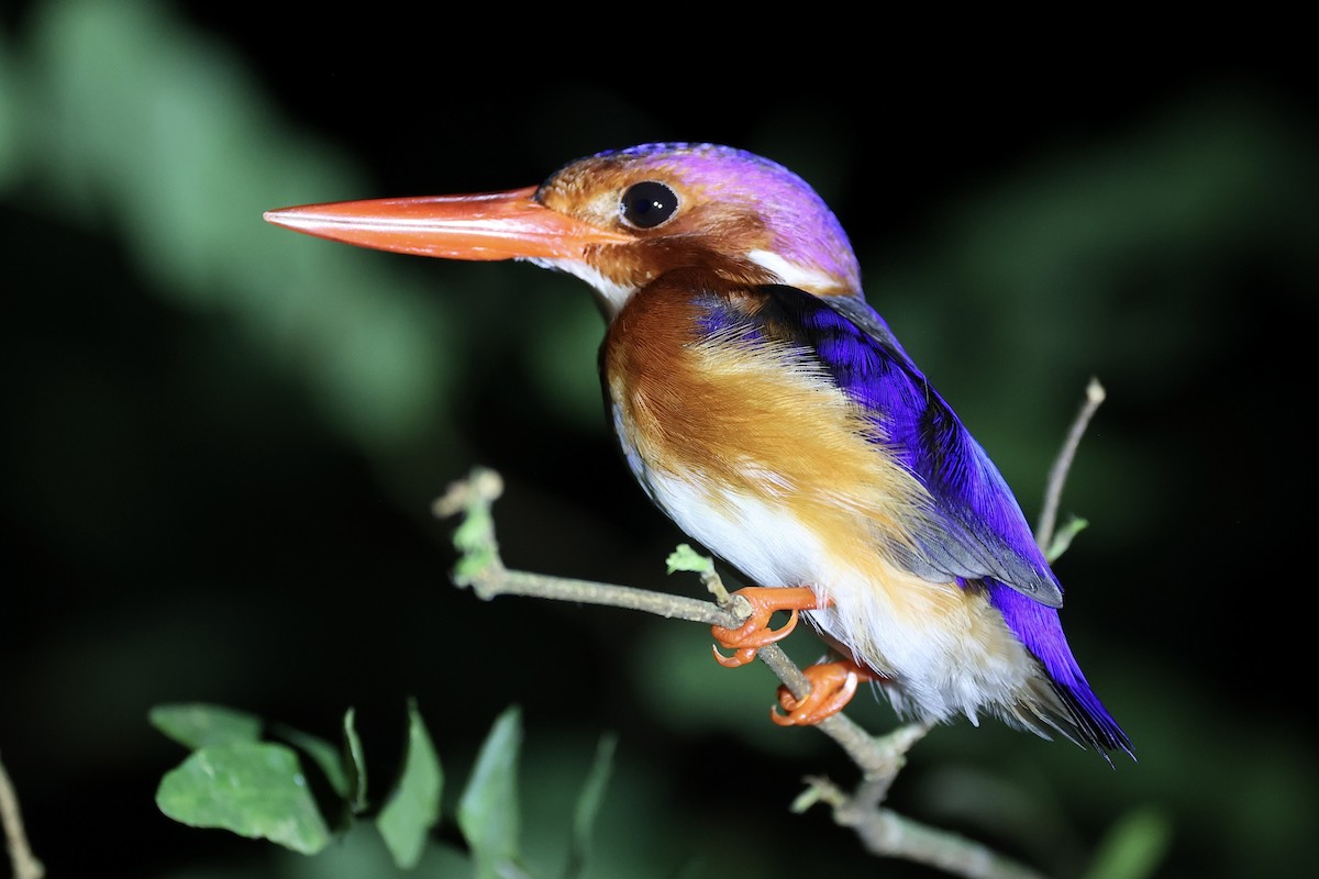 White-bellied Kingfisher - ML631259970