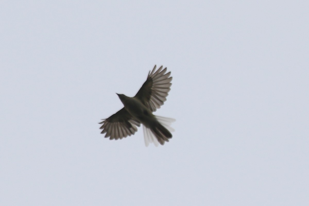 Spotted Greenbul - ML631260166