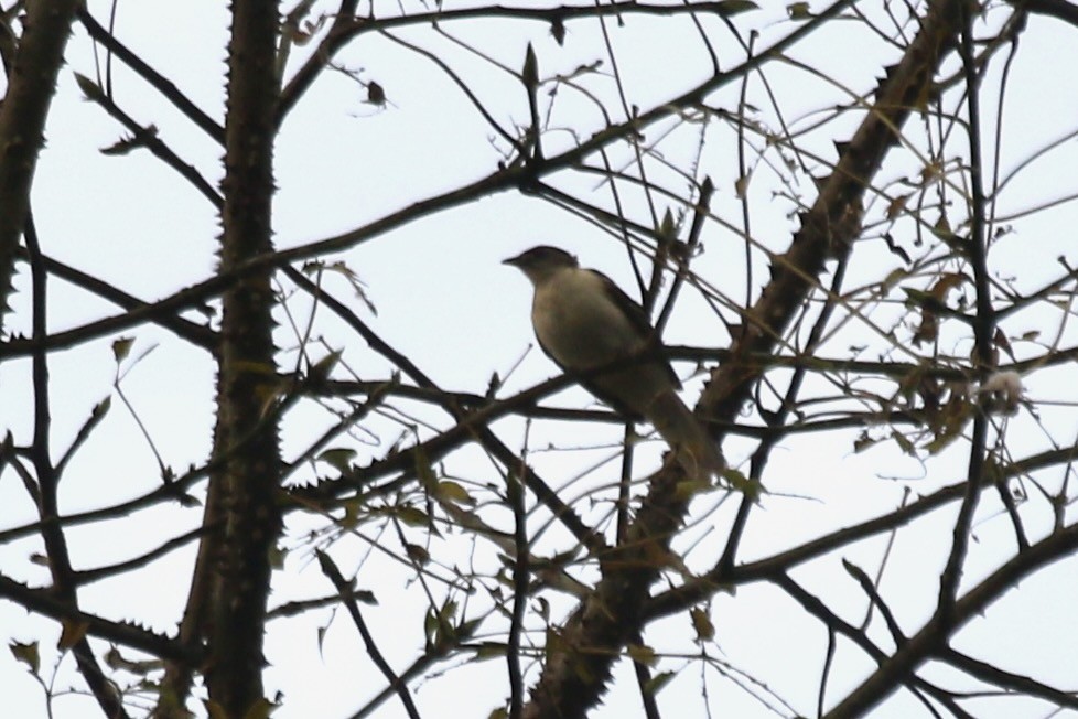 Spotted Greenbul - ML631260167