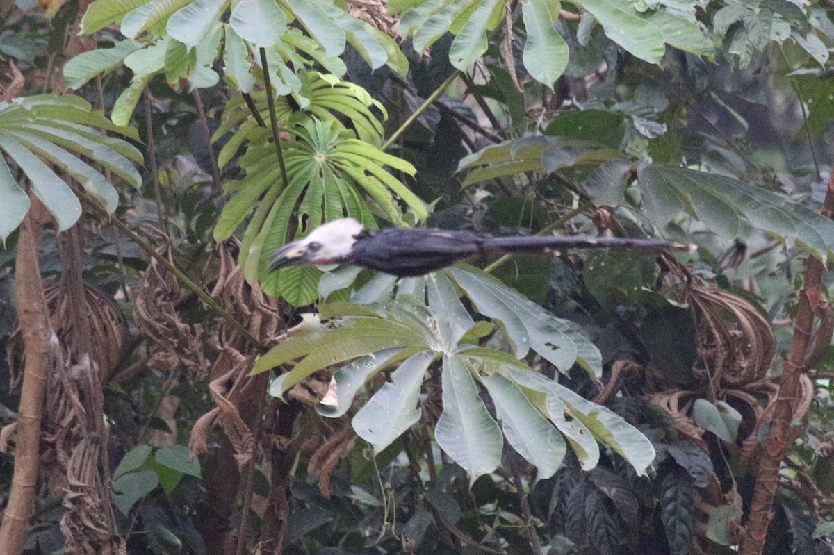 Western Long-tailed Hornbill - ML631260181