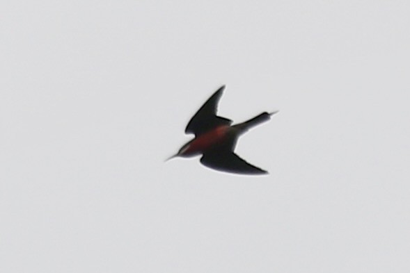 Rosy Bee-eater - ML631260244