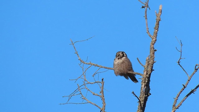 Northern Hawk Owl - ML631260277