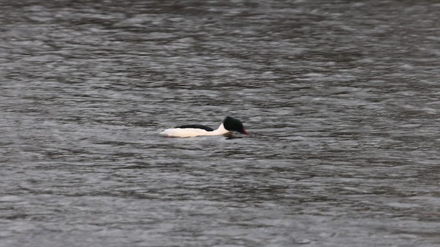 Zerra handia (eurasiarra) - ML631260654
