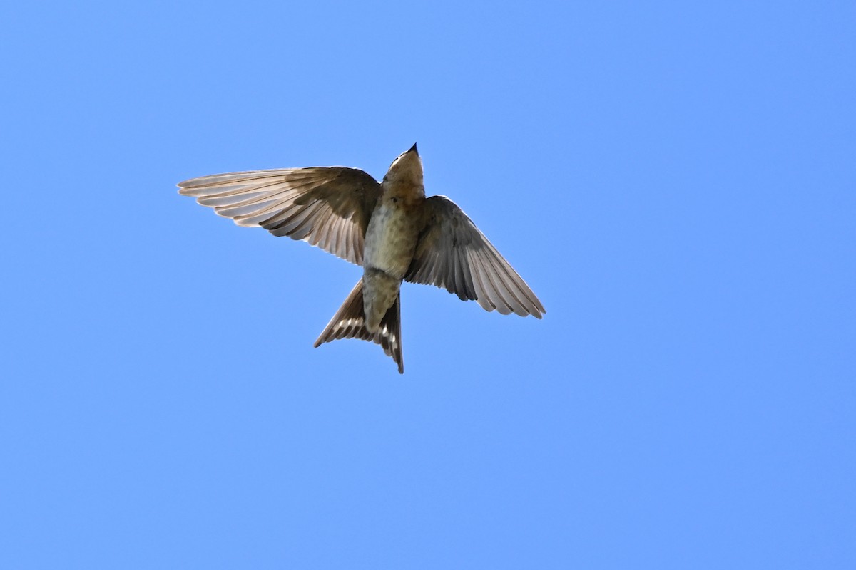Welcome Swallow - ML631260814