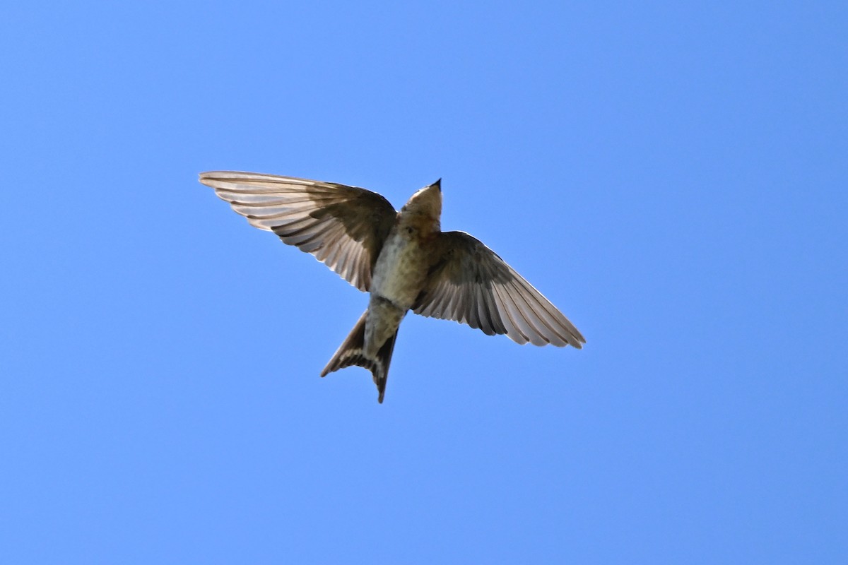 Welcome Swallow - ML631260817