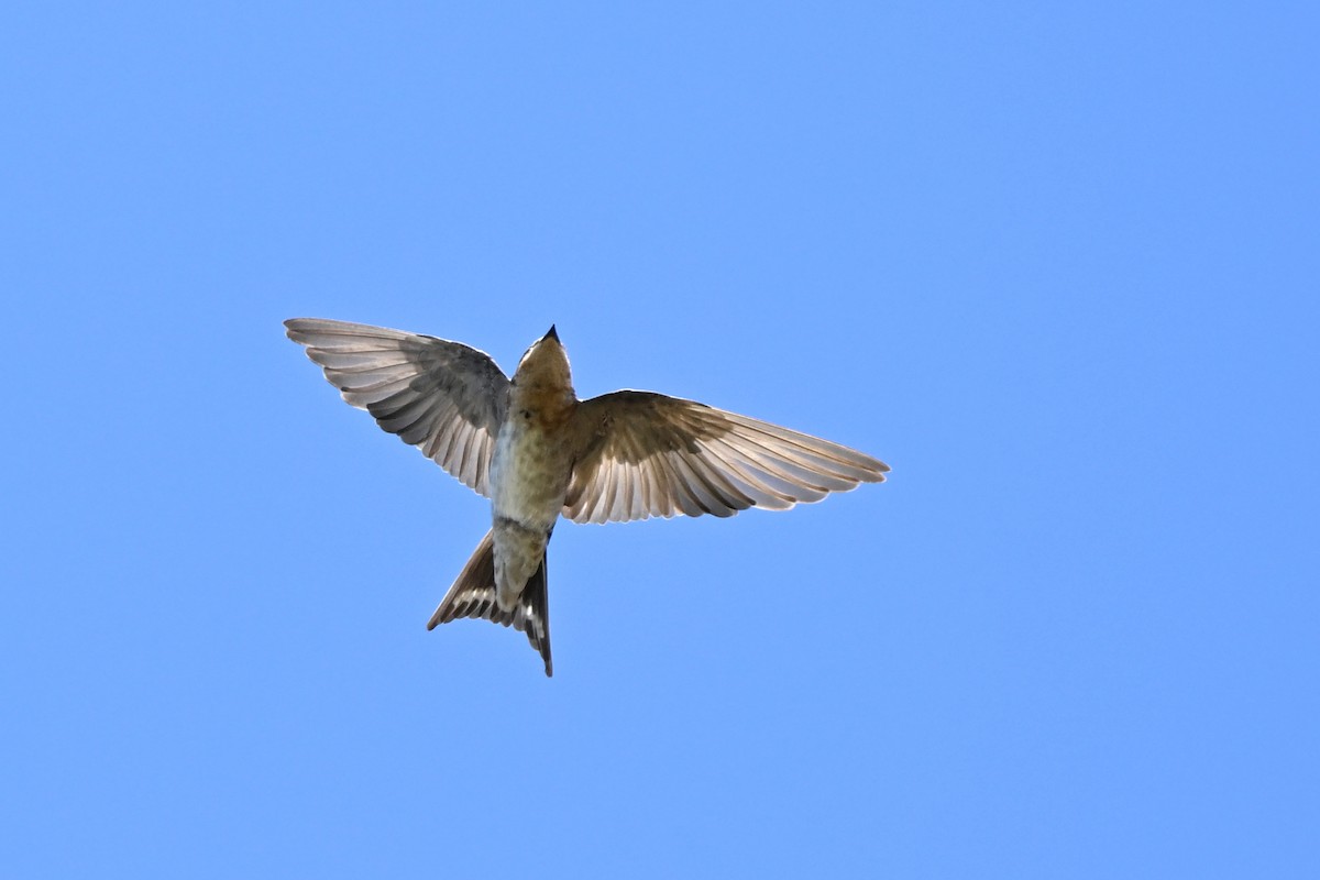 Welcome Swallow - ML631260819
