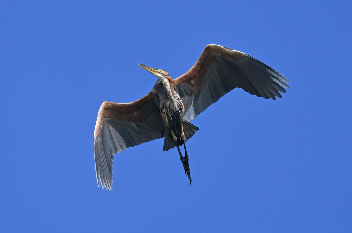 Garza Imperial - ML631260880