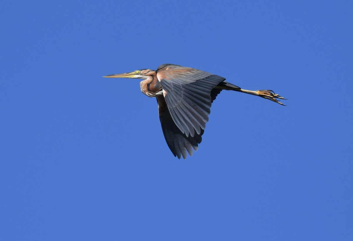 Garza Imperial - ML631260881