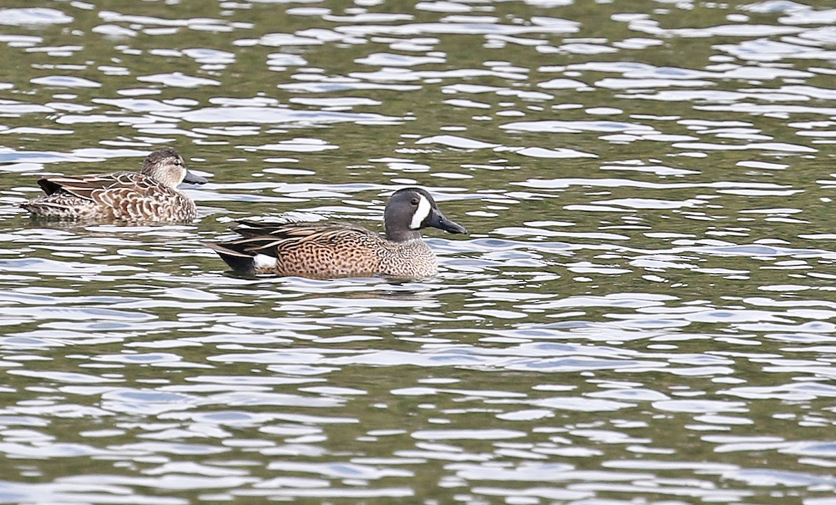 Blue-winged Teal - ML631261028