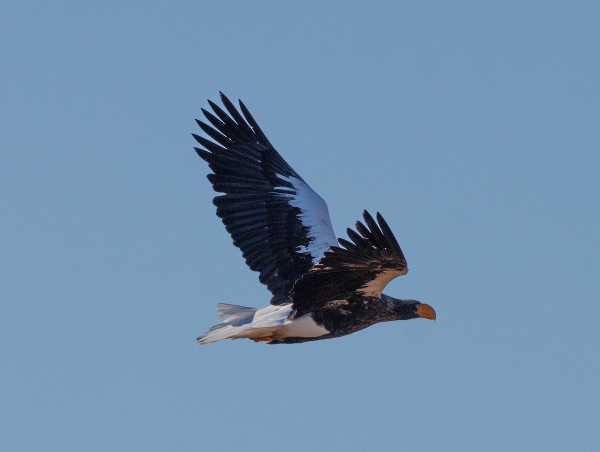 Steller's Sea-Eagle - ML631261059
