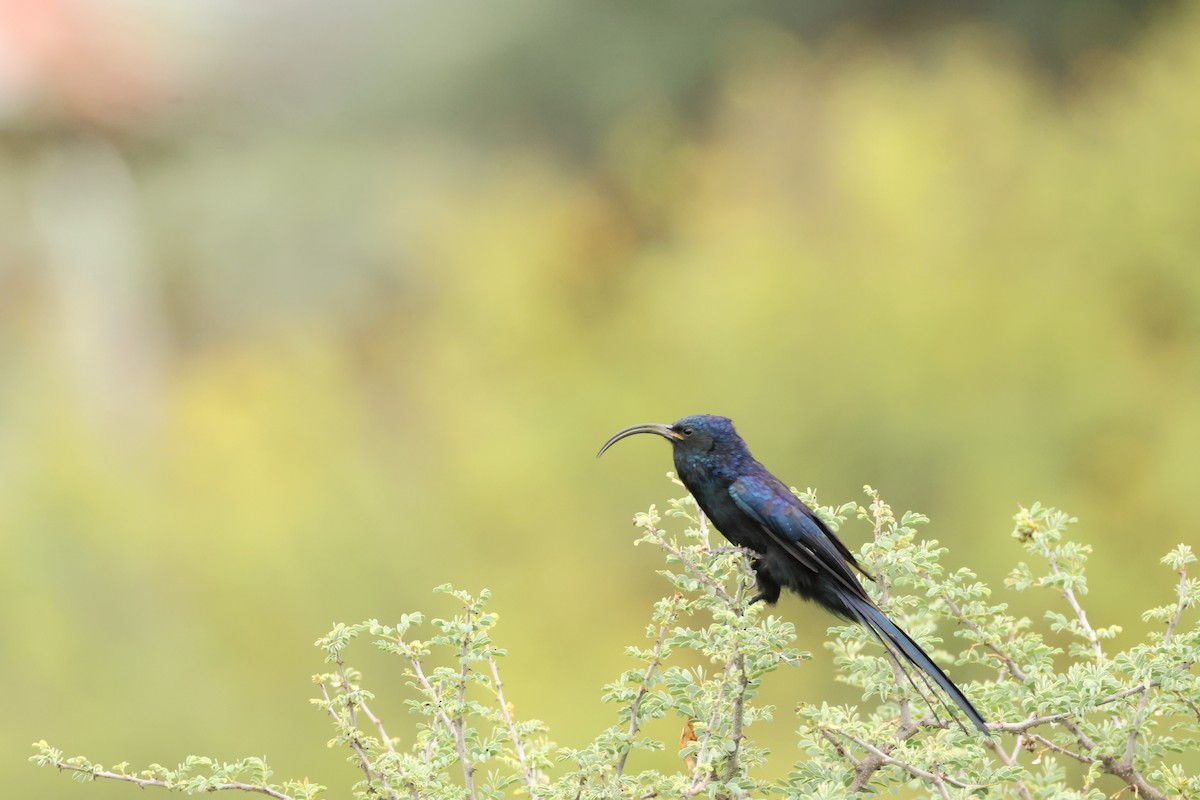 Common Scimitarbill - ML631261250