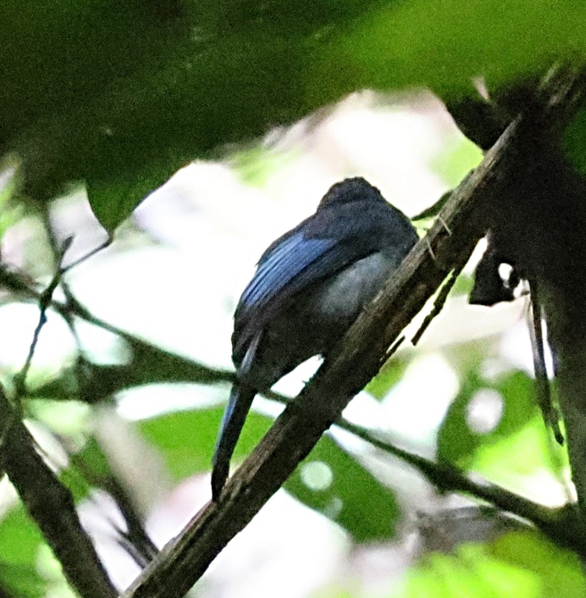 Visayan Blue-Fantail - ML631261264