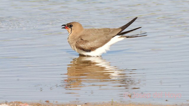 Collared Pratincole - ML631261427