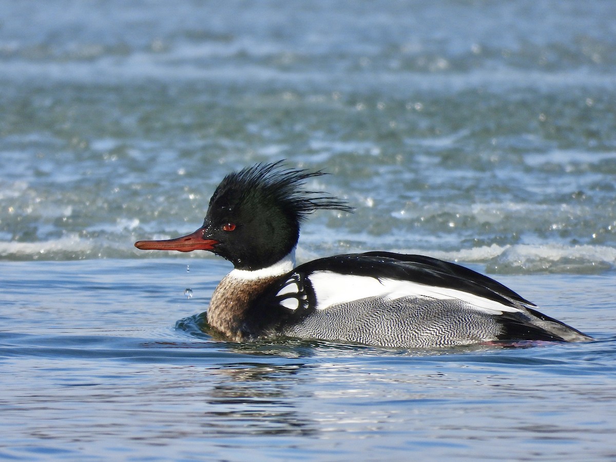 Red-breasted Merganser - ML631261572