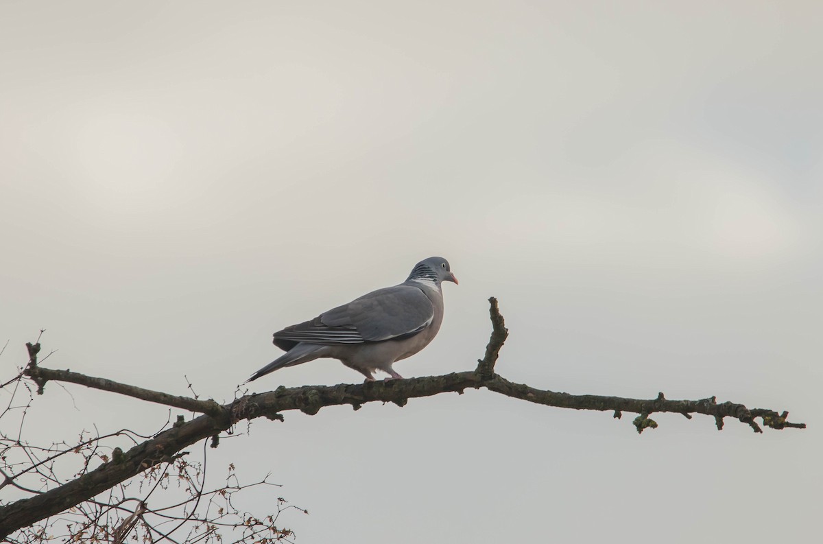 Ойн тагтаа - ML631261765