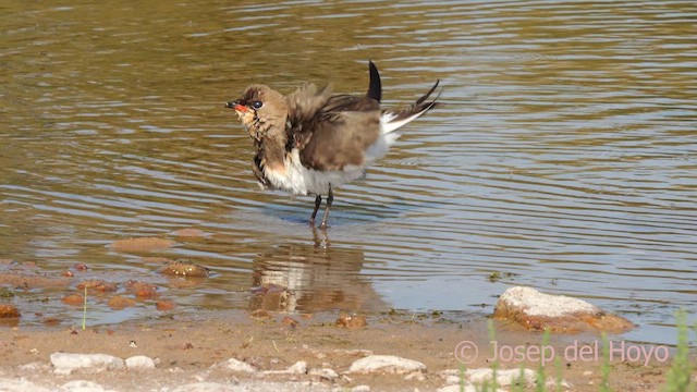 Collared Pratincole - ML631261835