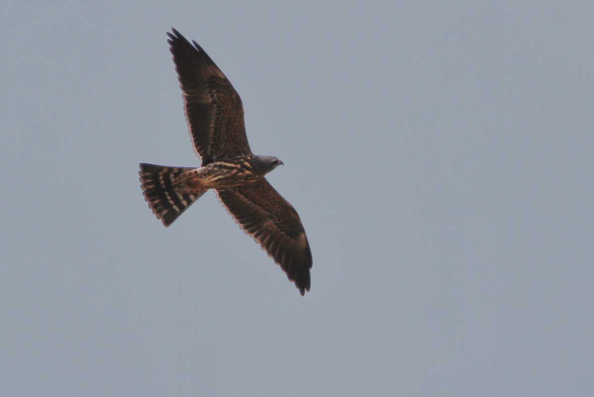 Mississippi Kite - ML631262038