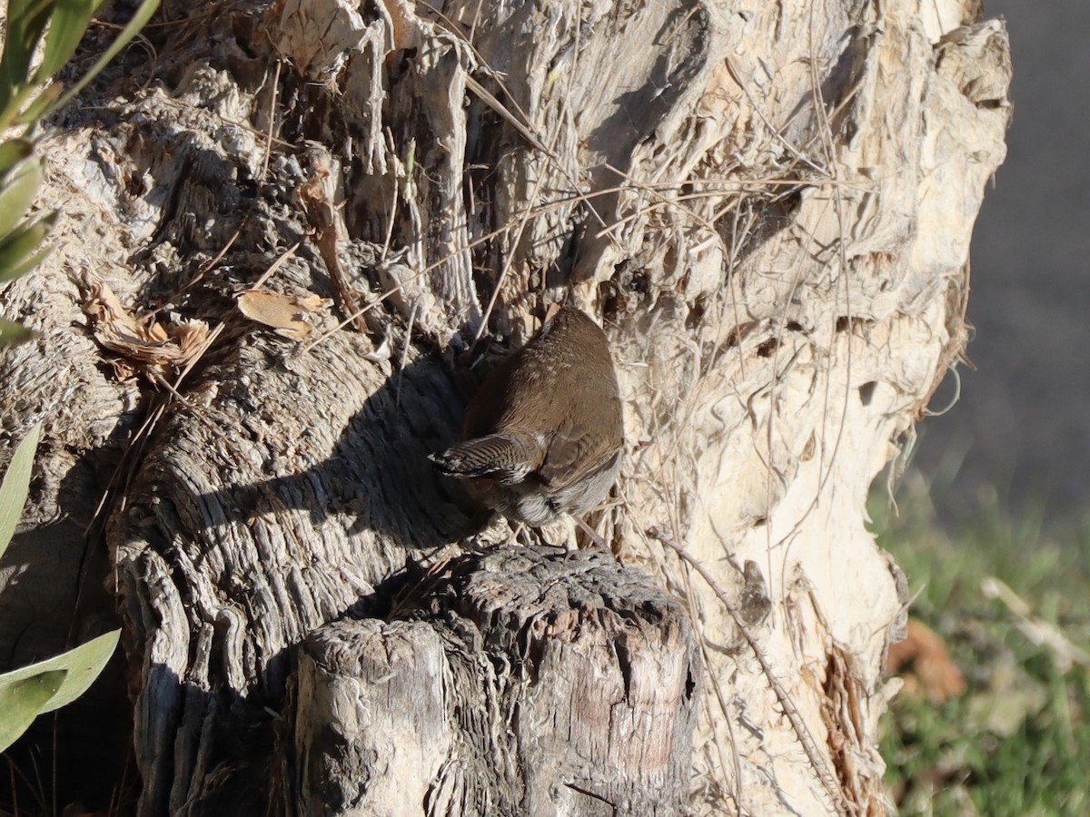 Bewick's Wren - ML631262099