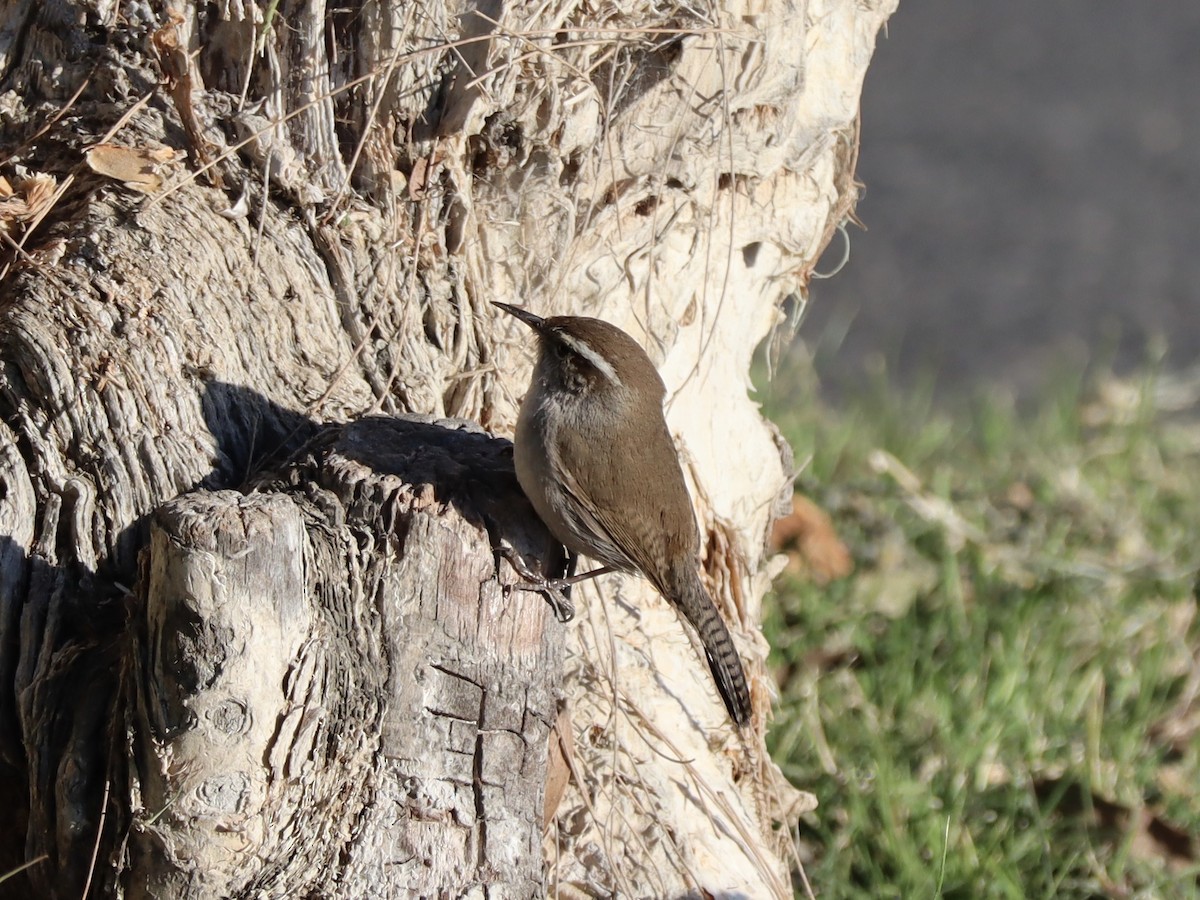Bewick's Wren - ML631262100