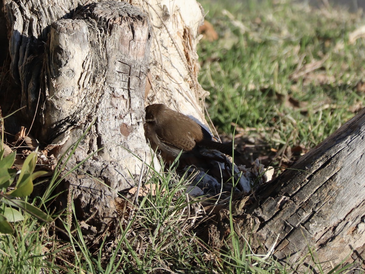 Bewick's Wren - ML631262101