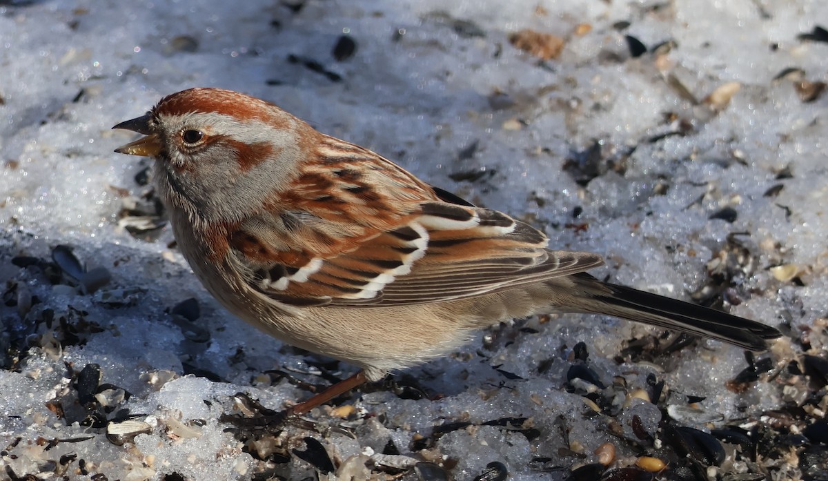 American Tree Sparrow - ML631262388