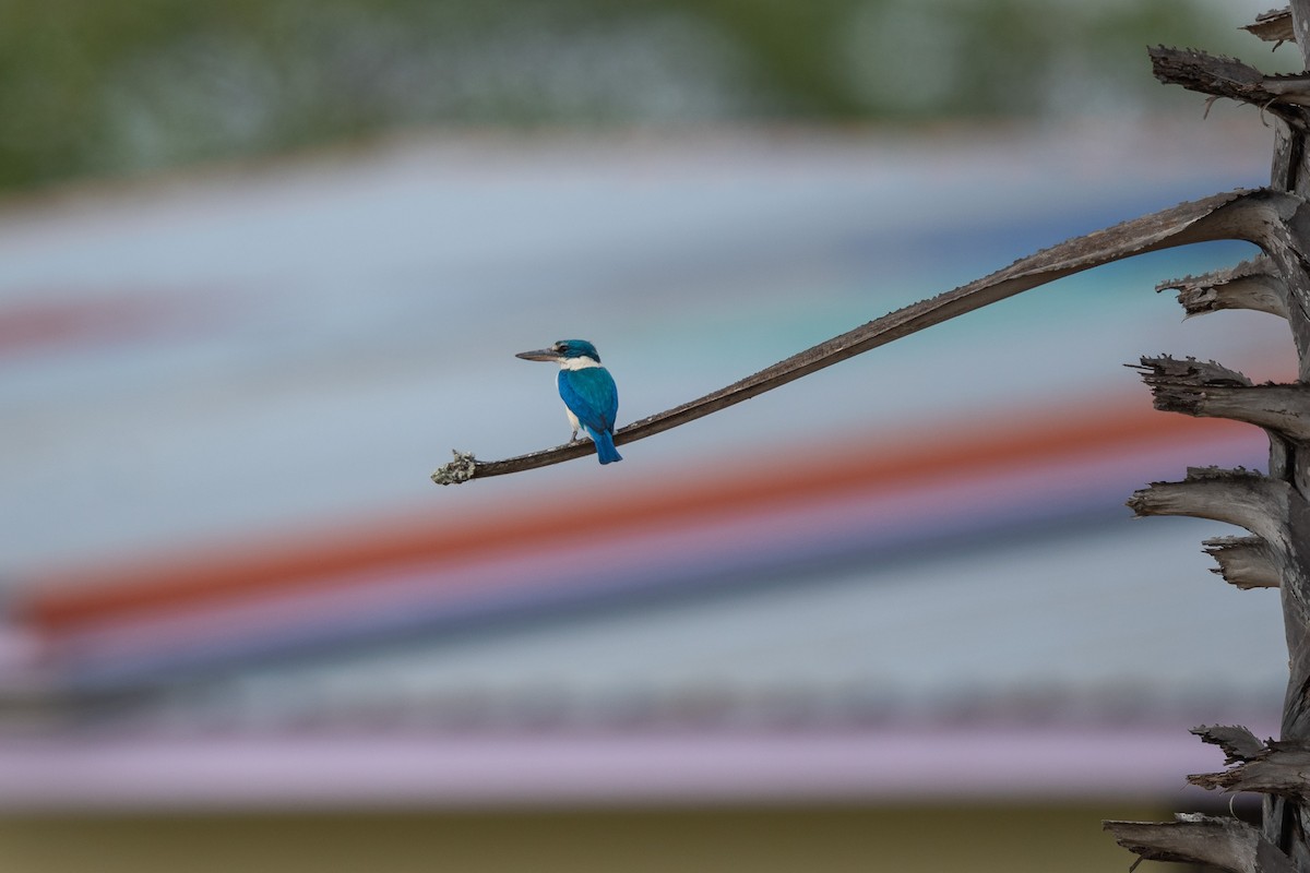 ledňáček obojkový - ML631262456