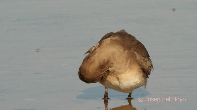Collared Pratincole - ML631262572