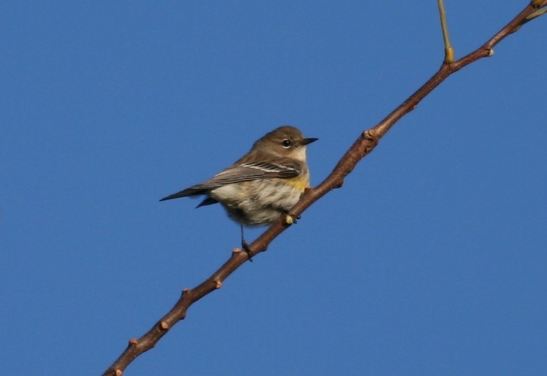 Taçlı Ötleğen (coronata) - ML631262684