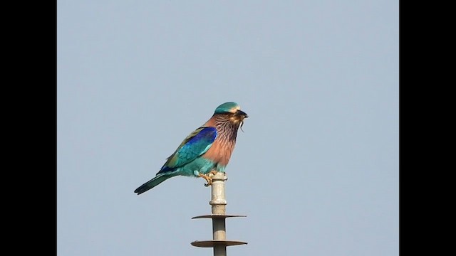 Indian Roller - ML631263173