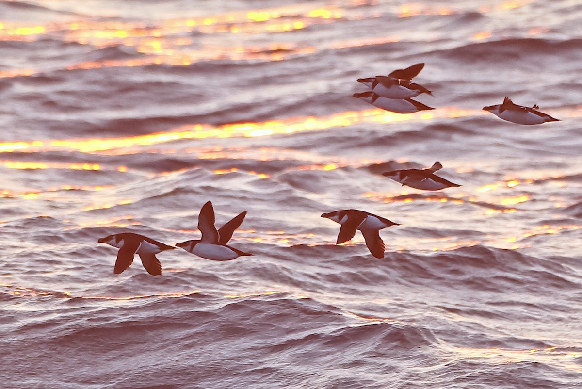 Razorbill - ML631263209