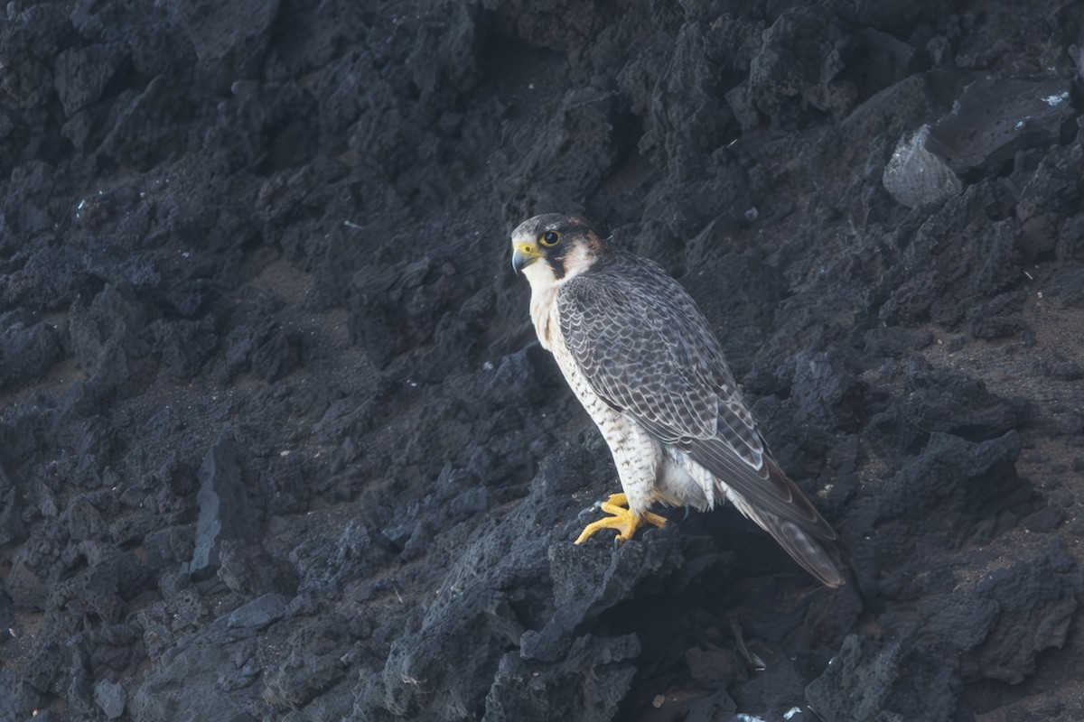 Peregrine Falcon (Barbary) - ML631263249