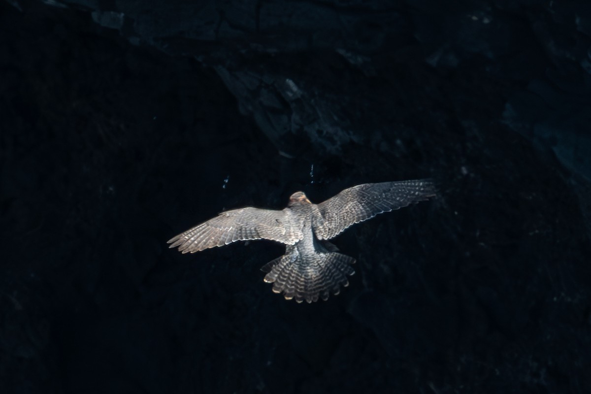 Peregrine Falcon (Barbary) - ML631263257