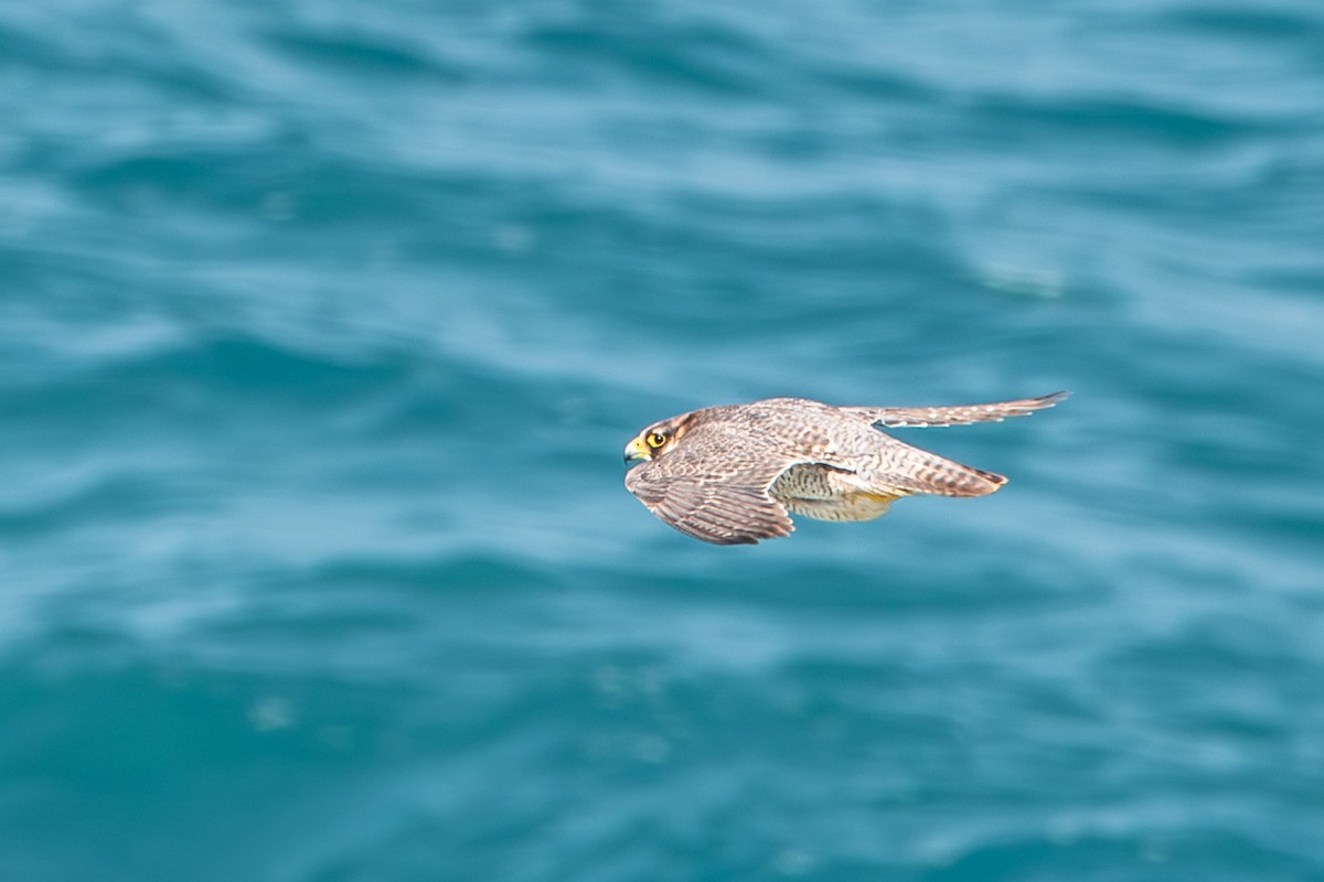 Peregrine Falcon (Barbary) - ML631263260