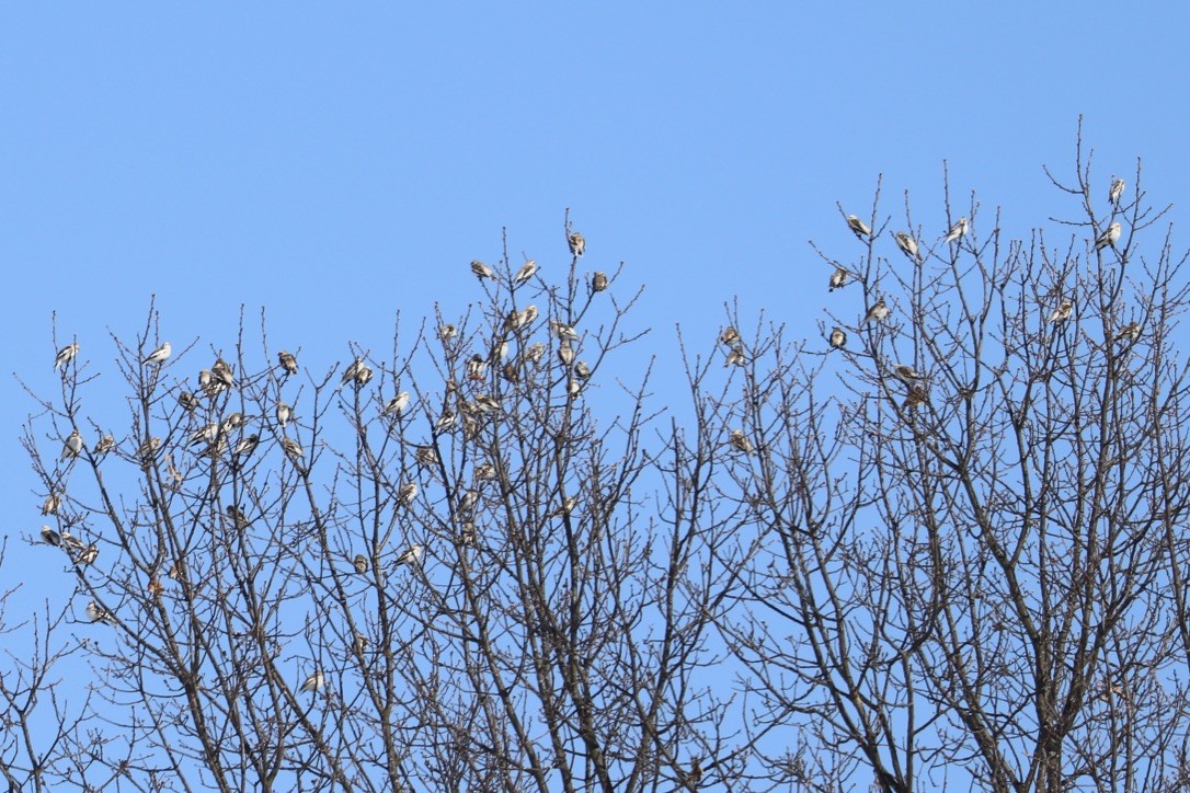 Цасч хөмрөг - ML631263358