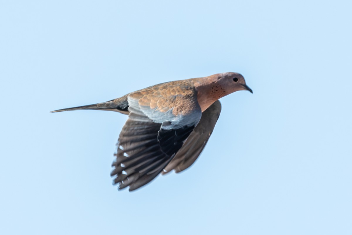 Laughing Dove - ML631263375