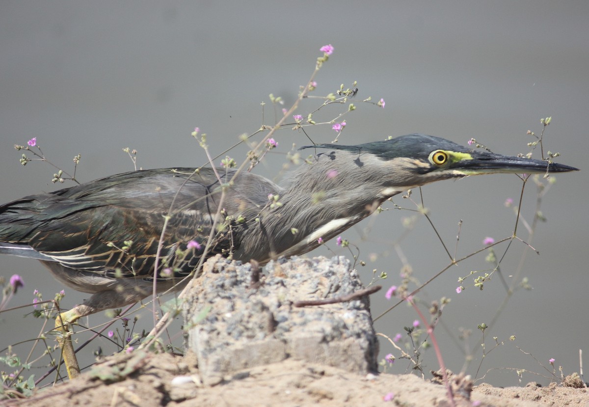 Striated Heron - ML631263404