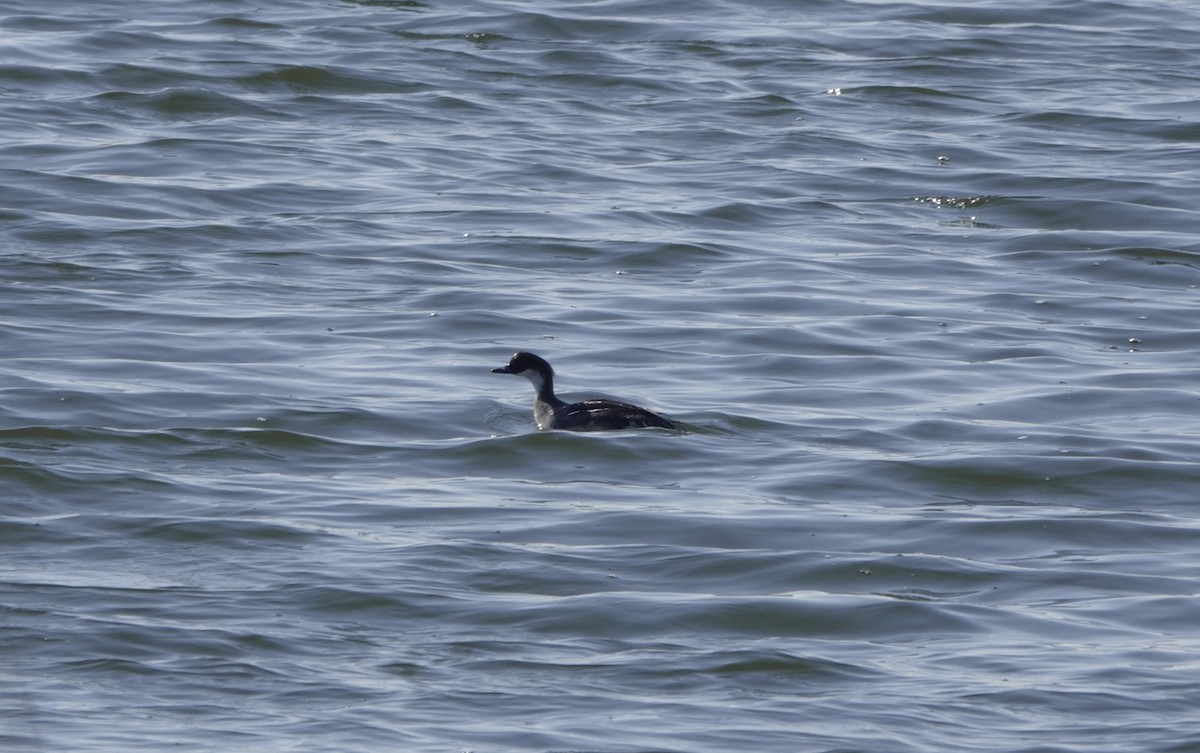 Smew - ML631263730
