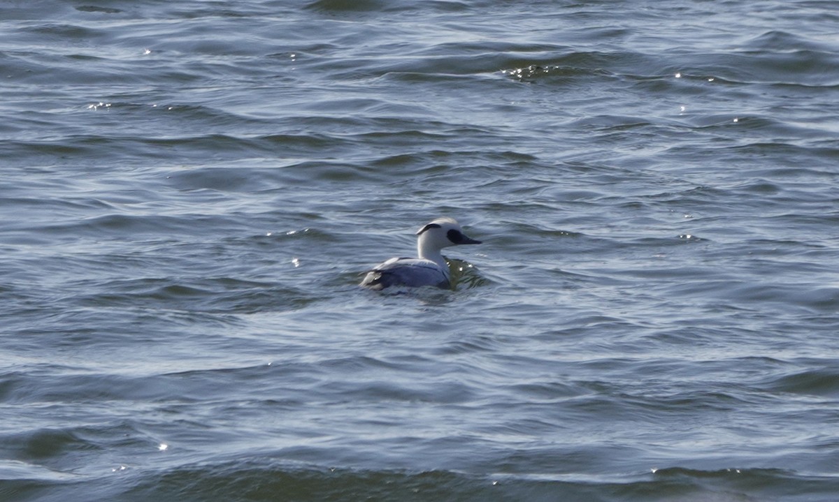Smew - ML631263731