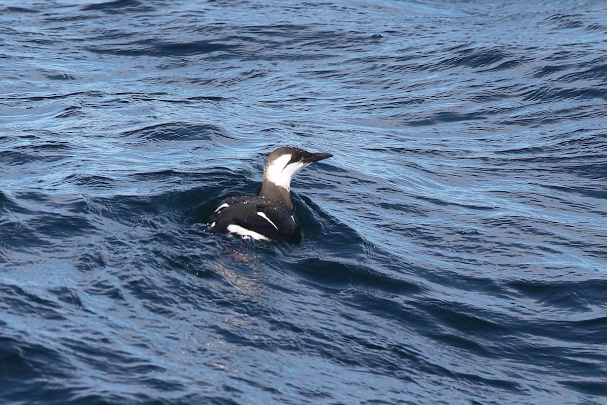 Common Murre - ML631263806